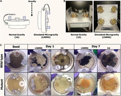 Effects of Simulated Microgravity on the Proteome and Secretome of the Polyextremotolerant Black Fungus Knufia chersonesos